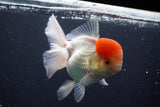 Thai Oranda  Red Cap 4.5 Inch (ID#902To13a-51) Free2Day SHIPPING