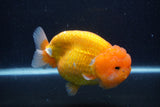 Jumbo Lionchu  Red White 5.5 Inch (ID#1227R12a-18)