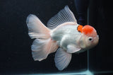 Thai Oranda  Red White 6.5 Inch (ID#404T6c-114)
