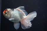 Thai Oranda  Tricolor 4.5 Inch (ID#924R12c-101) Free2Day SHIPPING