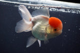 Thai Oranda  Red Cap 4.5 Inch (ID#902To13a-51) Free2Day SHIPPING