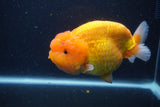 Jumbo Lionchu  Red White 5.5 Inch (ID#1227R12a-18)