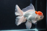 Thai Oranda  Red White 6.5 Inch (ID#404T6c-114)