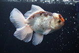 Thai Oranda  Tricolor 4.5 Inch (ID#924R12c-101) Free2Day SHIPPING