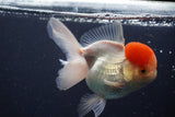 Thai Oranda  Red Cap 4.5 Inch (ID#902To13a-51) Free2Day SHIPPING