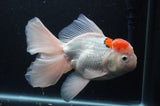Thai Oranda  Red White 6.5 Inch (ID#404T6c-114)
