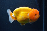 Jumbo Lionchu  Red White 5.5 Inch (ID#1227R12a-18)