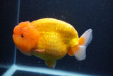 Jumbo Lionchu  Red White 5.5 Inch (ID#1227R12a-18)