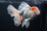 Thai Oranda  Red White 6.5 Inch (ID#404T6c-114)