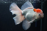 Thai Oranda  Red White 6.5 Inch (ID#404T6c-114)