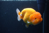 Jumbo Lionchu  Red White 5.5 Inch (ID#1227R12a-18)