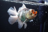 Thai Oranda  Tricolor 4.5 Inch (ID#924R12c-101) Free2Day SHIPPING