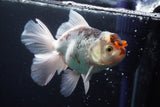 Thai Oranda  Tricolor 4.5 Inch (ID#924R12c-101) Free2Day SHIPPING