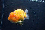 Jumbo Lionchu  Red White 5.5 Inch (ID#1227R12a-18)