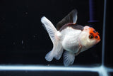 Juvenile Thai Oranda  Tricolor 3.5 Inch (ID#1108To13b-84) Free2Day SHIPPING