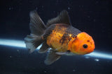 Thai Oranda  Tricolor 5 Inch (ID#924R12c-102) Free2Day SHIPPING