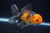 Thai Oranda  Tricolor 5 Inch (ID#924R12c-102) Free2Day SHIPPING