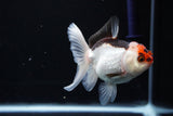 Juvenile Thai Oranda  Tricolor 3.5 Inch (ID#1108To13b-84) Free2Day SHIPPING