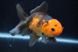 Thai Oranda  Tricolor 5 Inch (ID#924R12c-102) Free2Day SHIPPING