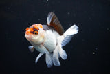 Juvenile Thai Oranda  Tricolor 3.5 Inch (ID#1108To13b-84) Free2Day SHIPPING