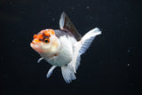 Juvenile Thai Oranda  Tricolor 3.5 Inch (ID#1108To13b-84) Free2Day SHIPPING