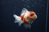 Yuan Bao Oranda  Calico 4 Inch (ID#1224Yb10b-63) Free2Day SHIPPING