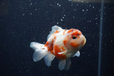 Yuan Bao Oranda  Calico 4 Inch (ID#1224Yb10b-63) Free2Day SHIPPING