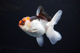 Juvenile Thai Oranda  Tricolor 3.5 Inch (ID#1108To13b-84) Free2Day SHIPPING