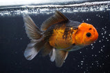 Thai Oranda  Tricolor 5 Inch (ID#924R12c-102) Free2Day SHIPPING