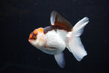 Juvenile Thai Oranda  Tricolor 3.5 Inch (ID#1108To13b-84) Free2Day SHIPPING