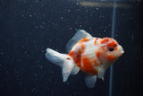 Yuan Bao Oranda  Calico 4 Inch (ID#1224Yb10b-63) Free2Day SHIPPING