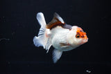 Juvenile Thai Oranda  Tricolor 3.5 Inch (ID#1108To13b-84) Free2Day SHIPPING