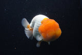 Jumbo Lionchu  Red White 5 Inch (ID#1227R12a-19)