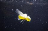 Bubble Eye  Calico 4 Inch (ID#228Be12c-92) Free2Day SHIPPING
