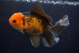 Thai Oranda  Tricolor 5 Inch (ID#924R12c-102) Free2Day SHIPPING