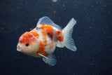 Yuan Bao Oranda  Calico 4 Inch (ID#1224Yb10b-63) Free2Day SHIPPING