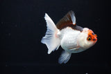 Juvenile Thai Oranda  Tricolor 3.5 Inch (ID#1108To13b-84) Free2Day SHIPPING