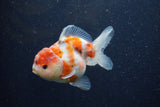 Yuan Bao Oranda  Calico 4 Inch (ID#1224Yb10b-63) Free2Day SHIPPING