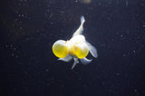 Bubble Eye  Calico 4 Inch (ID#228Be12c-92) Free2Day SHIPPING