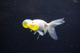 Bubble Eye  Calico 4 Inch (ID#228Be12c-92) Free2Day SHIPPING