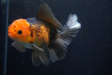 Thai Oranda  Tricolor 5 Inch (ID#924R12c-102) Free2Day SHIPPING