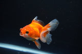 Juvenile Thai Oranda  Red White 3.5 Inch (ID#1008To13bPT4-93) Free2Day SHIPPING