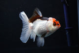 Juvenile Thai Oranda  Tricolor 3.5 Inch (ID#1108To13b-84) Free2Day SHIPPING