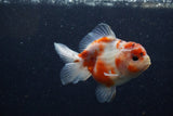 Yuan Bao Oranda  Calico 4 Inch (ID#1224Yb10b-63) Free2Day SHIPPING