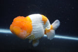 Jumbo Lionchu  Red White 5 Inch (ID#1227R12a-19)