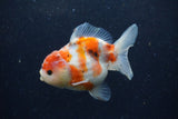 Yuan Bao Oranda  Calico 4 Inch (ID#1224Yb10b-63) Free2Day SHIPPING