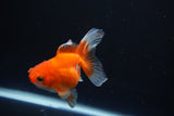 Juvenile Thai Oranda  Red White 3.5 Inch (ID#1008To13bPT4-93) Free2Day SHIPPING