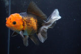 Thai Oranda  Tricolor 5 Inch (ID#924R12c-102) Free2Day SHIPPING