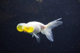 Bubble Eye  Calico 4 Inch (ID#228Be12c-92) Free2Day SHIPPING
