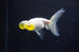 Bubble Eye  Calico 4 Inch (ID#228Be12c-92) Free2Day SHIPPING